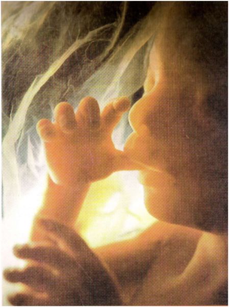 fetus