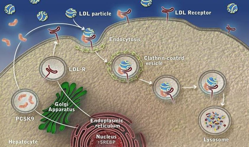 Ο ρόλος της πρωτεΐνης PCSK9